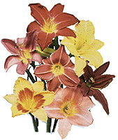 lilies01.gif